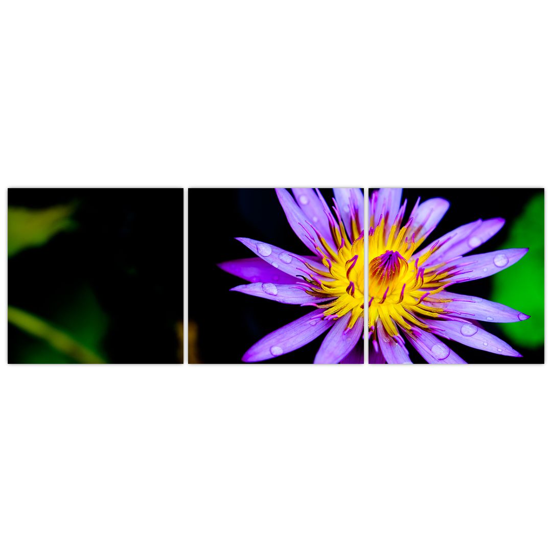Obraz květiny (V021017V15050)