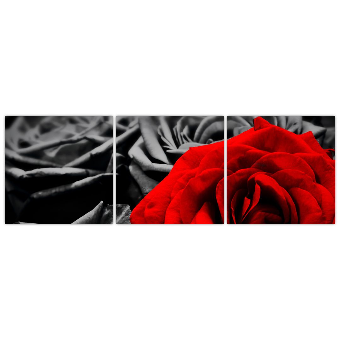 Tablou - Flori de trandafir (V021975V15050)
