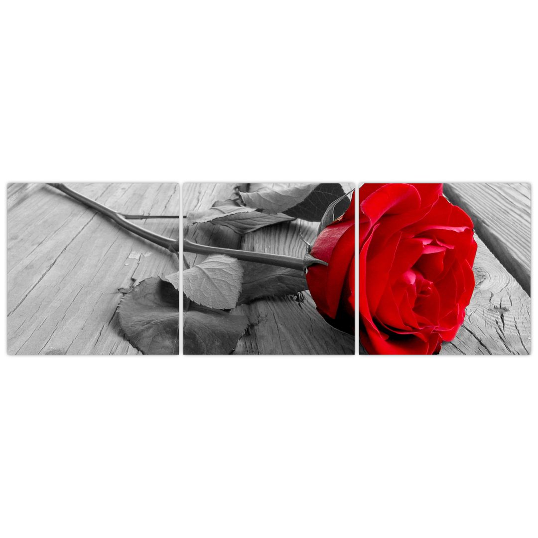 Obraz rudé růže (V022288V15050)