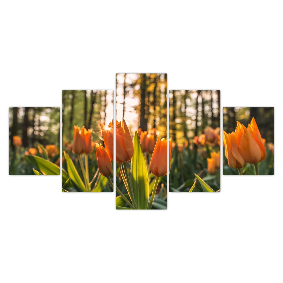 Obraz - oranžové tulipány (V020552V150805PCS)