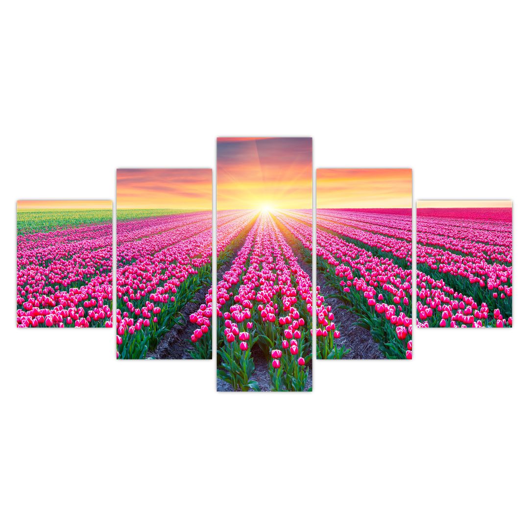 Obraz pole tulipánů se sluncem (V020554V150805PCS)