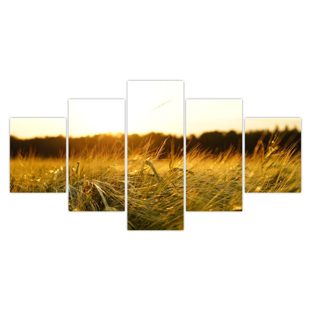 Obraz orosené trávy (V020584V150805PCS)