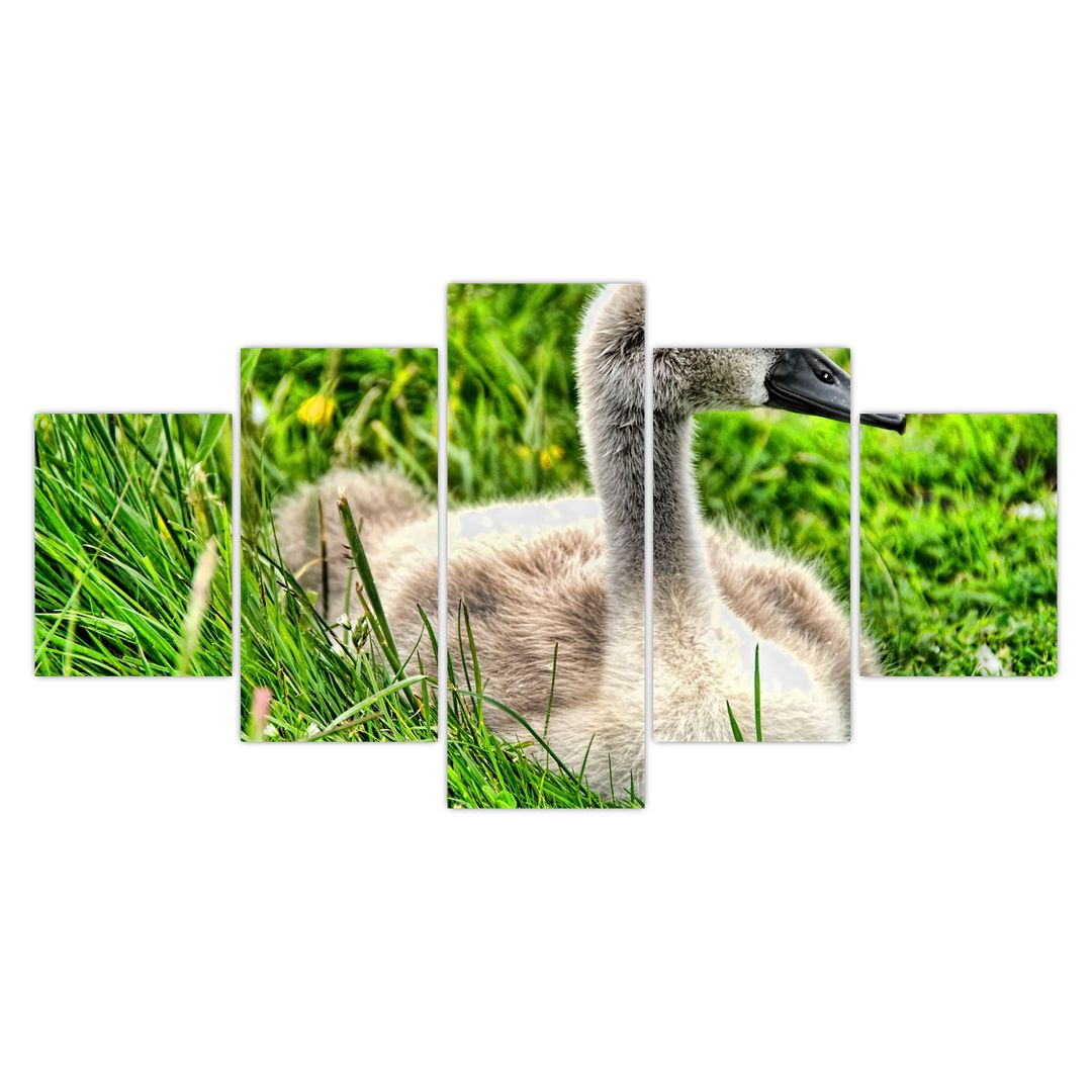 Obraz - malá labuť v trávě (V020585V150805PCS)