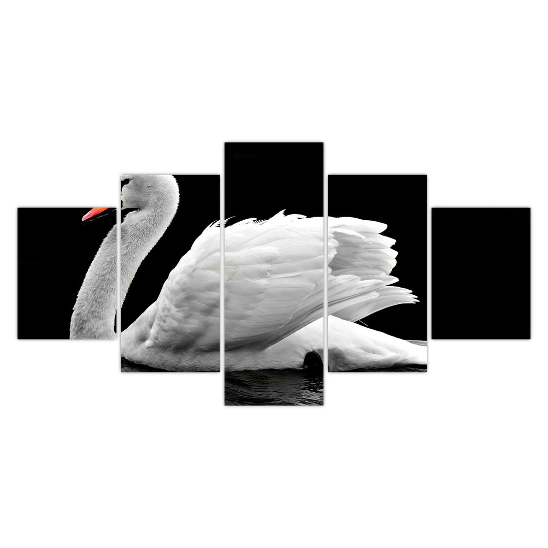 Obraz černobílé labutě (V020586V150805PCS)