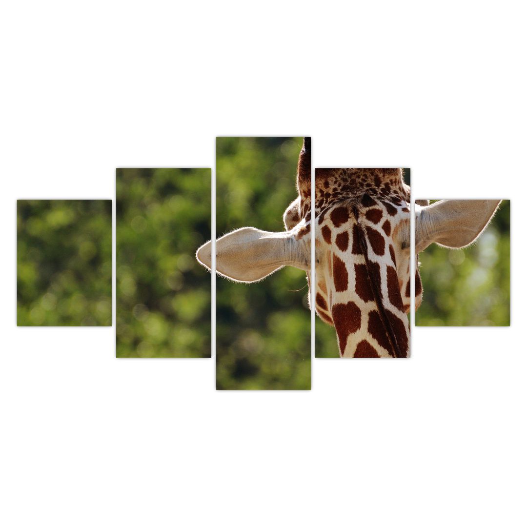Obraz žirafy zezadu (V020638V150805PCS)