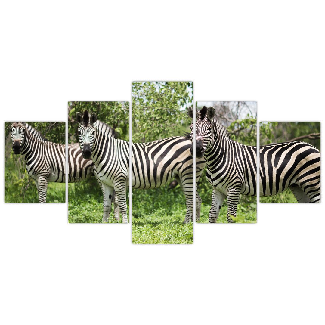 Obraz s zebrami (V020921V150805PCS)