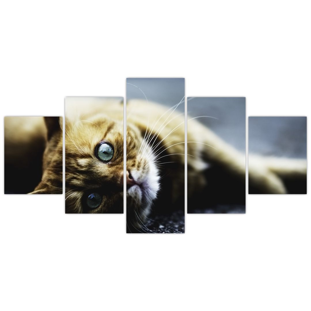 Obraz kočky (V020963V150805PCS)