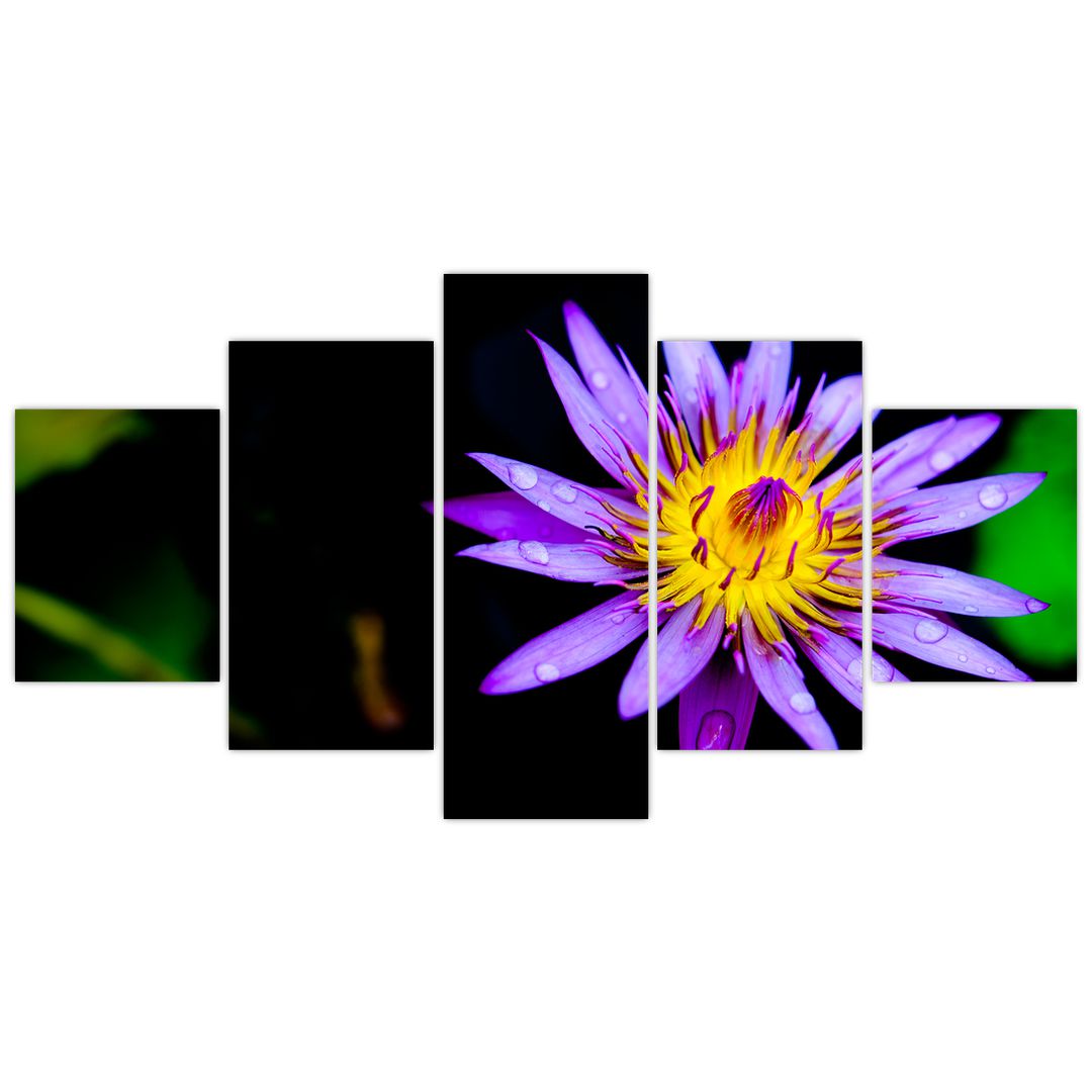 Obraz květiny (V021017V150805PCS)