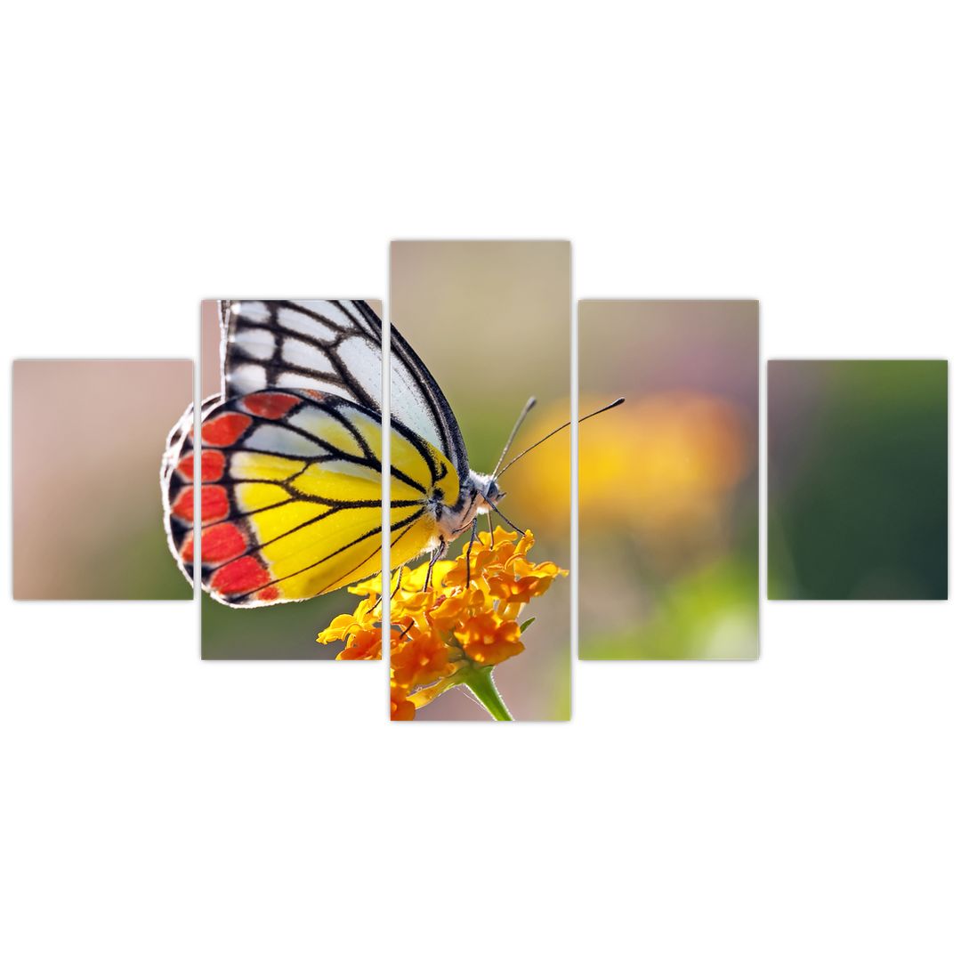 Obraz motýla na květu (V022330V150805PCS)