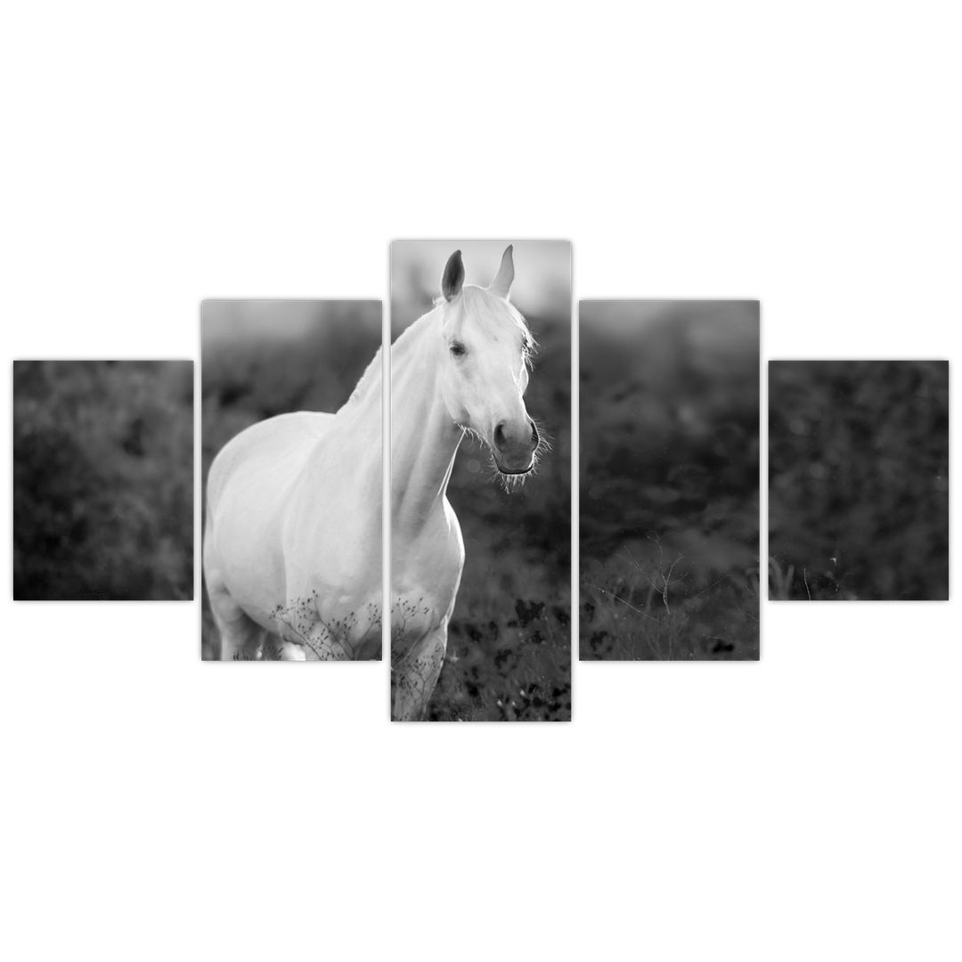 Obraz bílého koně na louce, černobílá (V023068V150805PCS)