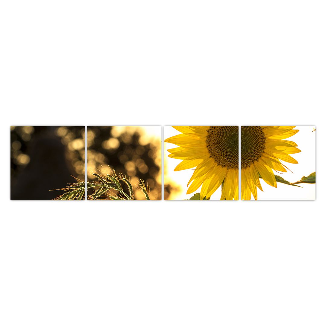 Obraz slunečnice (V020543V16040)
