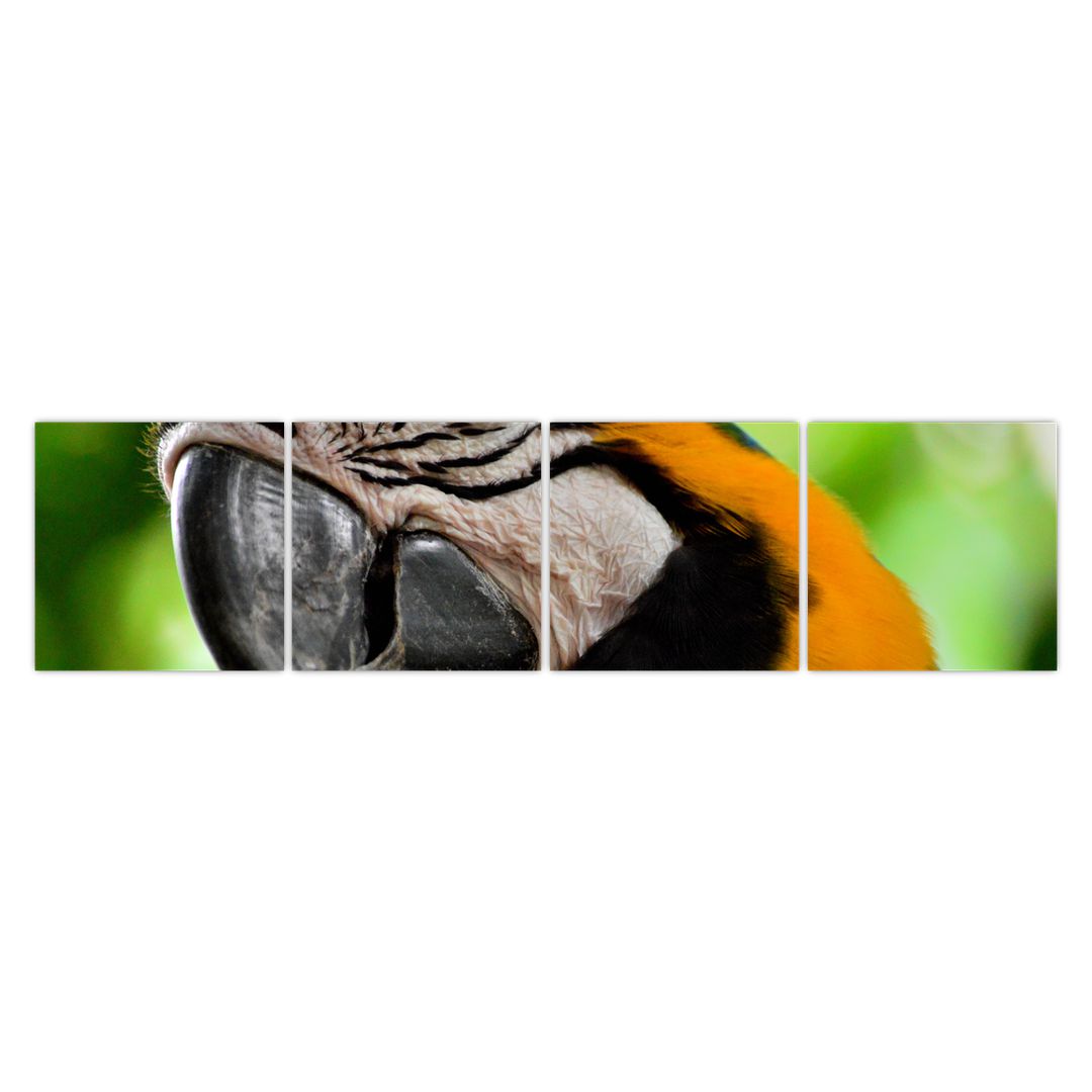Obraz papouška (V020561V16040)