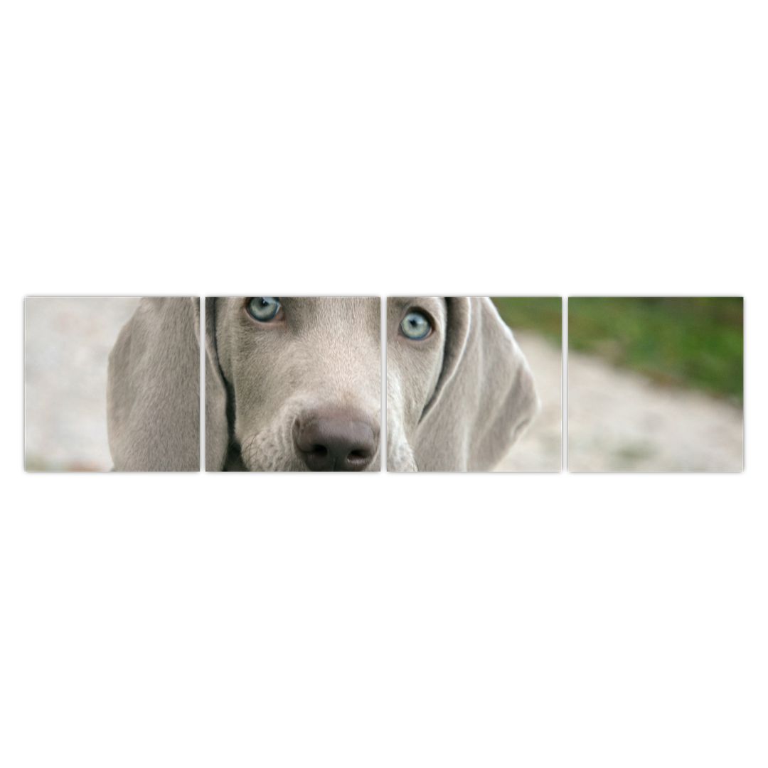 Obraz - štěně výmarský ohař (V020570V16040)