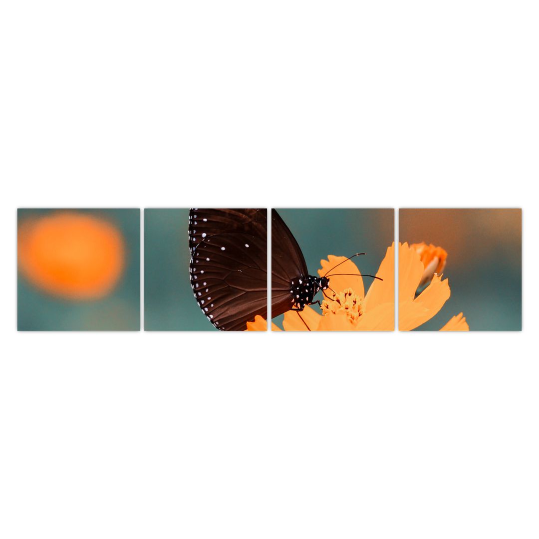 Obraz - motýl na oranžové květině (V020577V16040)
