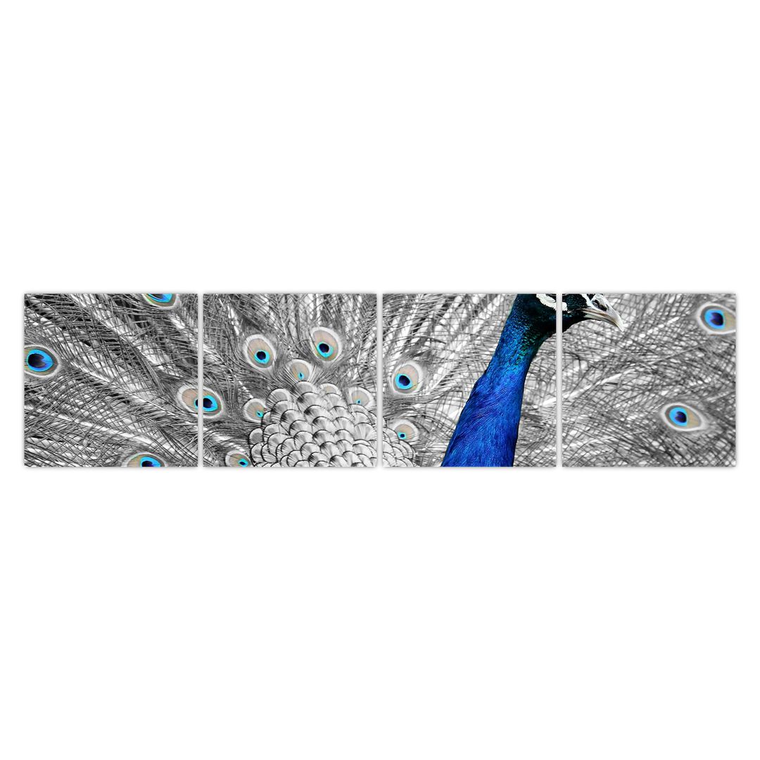 Obraz - modrý páv (V020578V16040)