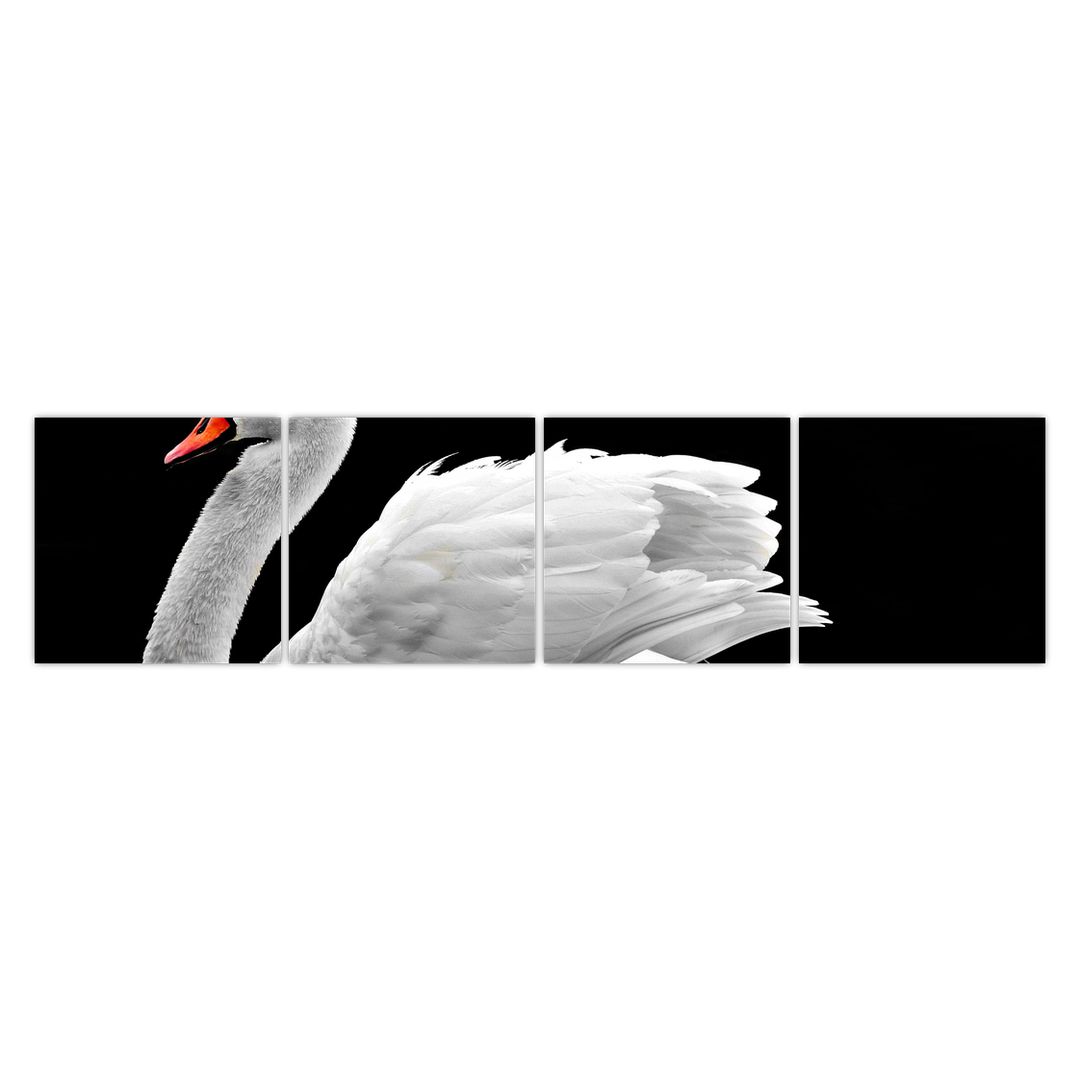 Obraz černobílé labutě (V020586V16040)