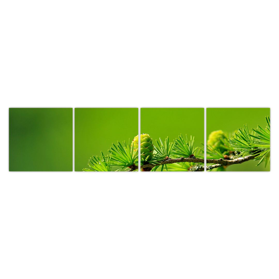 Obraz zelené šišky (V020627V16040)