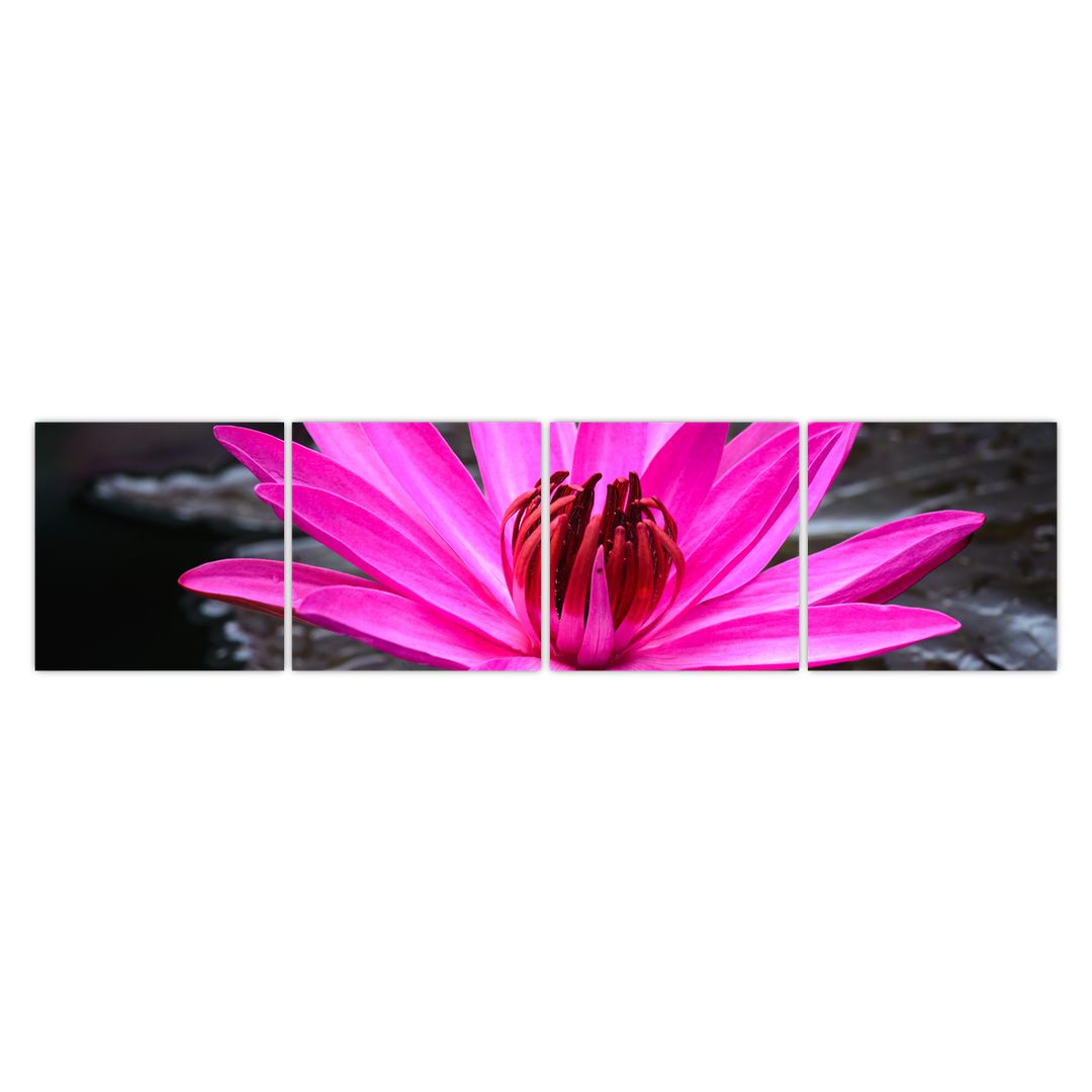 Obraz - růžový květ (V020636V16040)