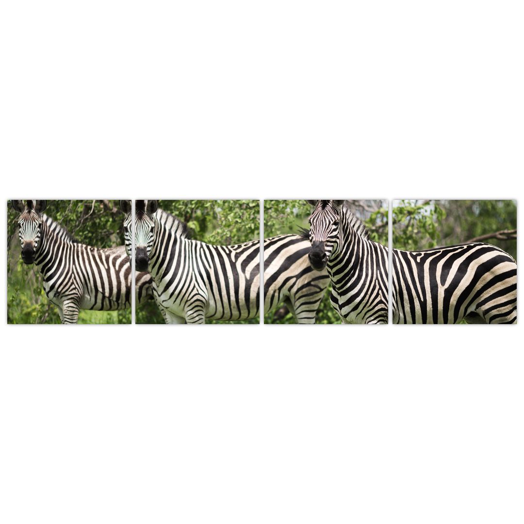 Obraz s zebrami (V020921V16040)