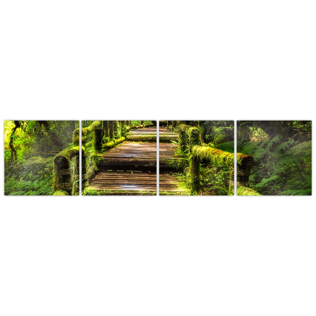Obraz schodů v deštném pralese (V020941V16040)