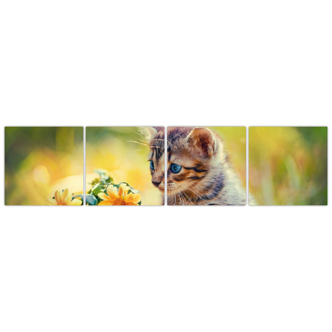 Obraz koťátka dívající se na květinu (V020943V16040)