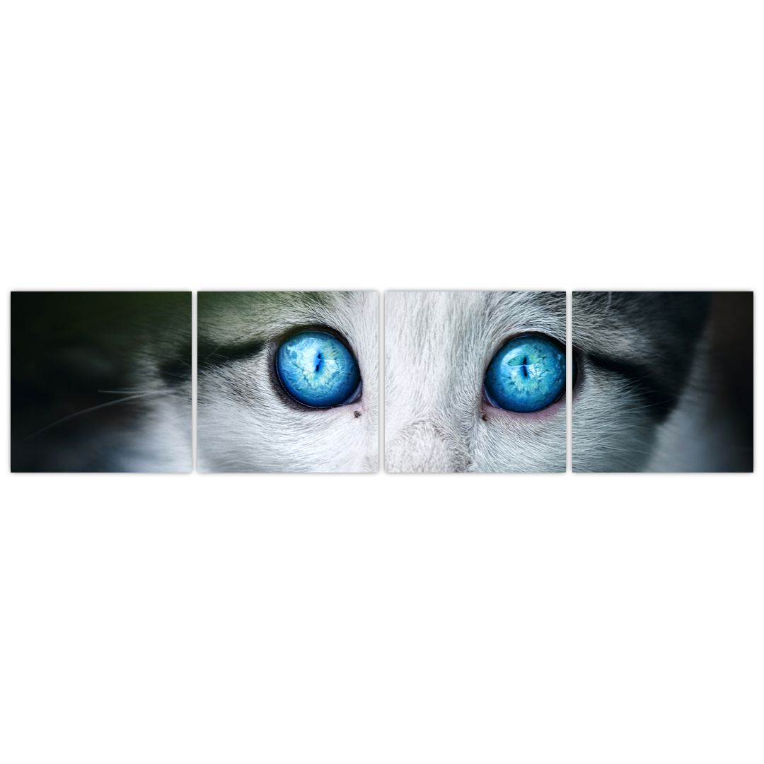 Obraz kočky (V020944V16040)
