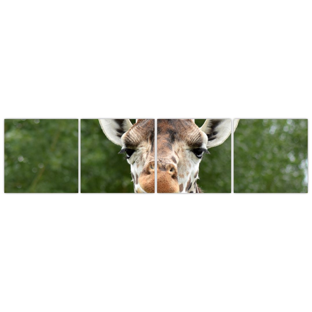 Obraz žirafy (V020969V16040)