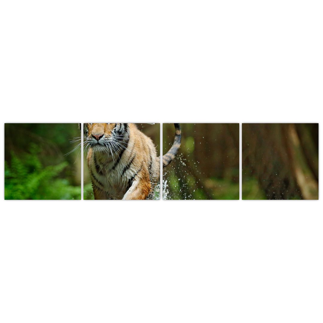 Obraz běžícího tygra (V020979V16040)