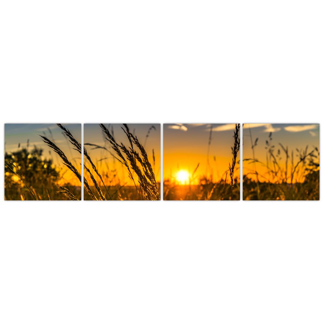 Obraz pole při západu slunce (V021001V16040)