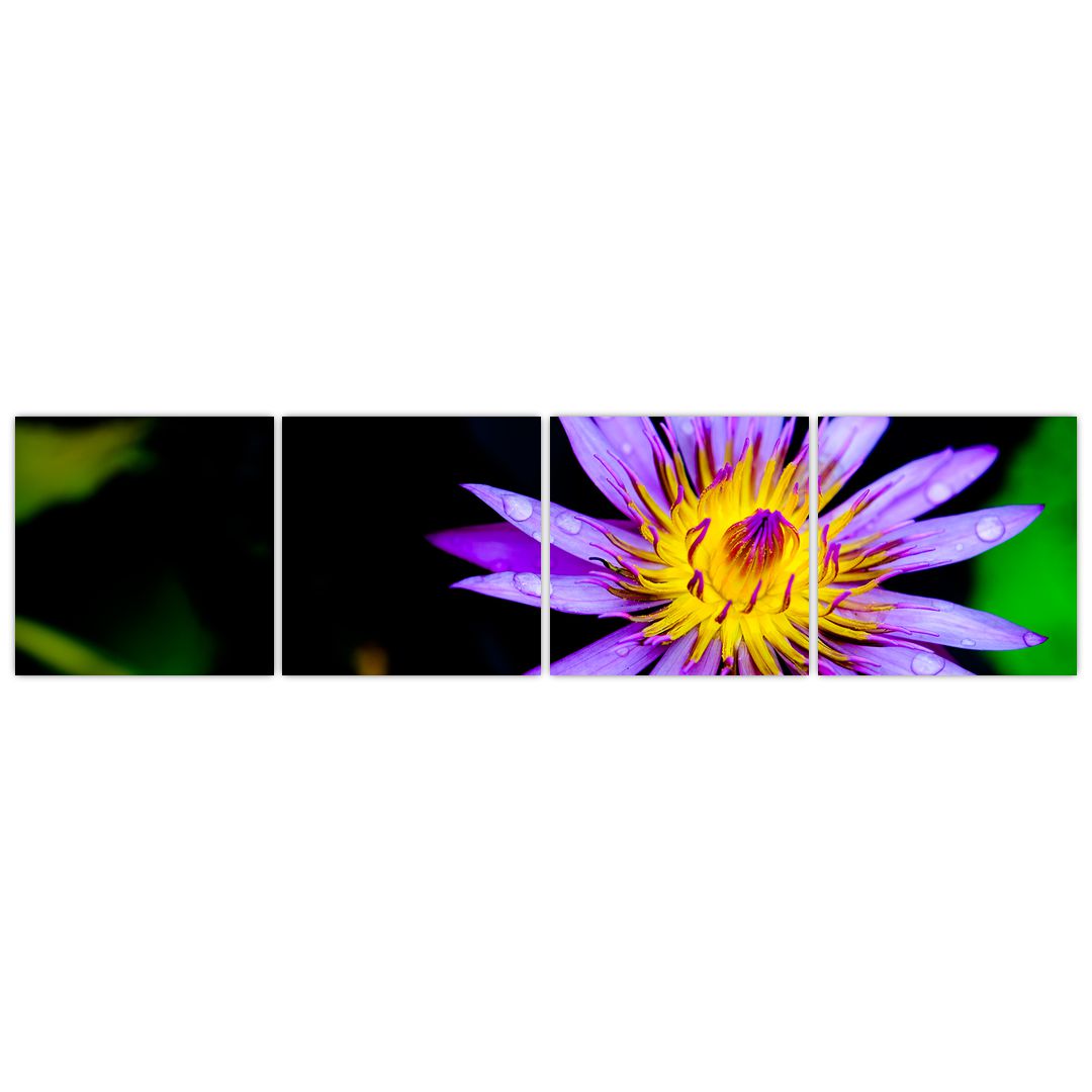 Obraz květiny (V021017V16040)