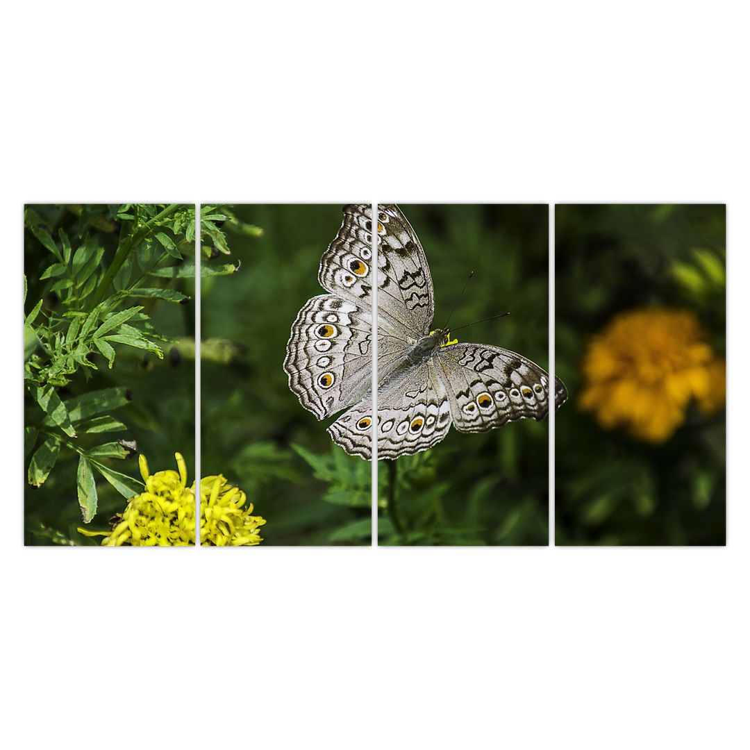 Obraz - bílý motýl (V020576V16080)