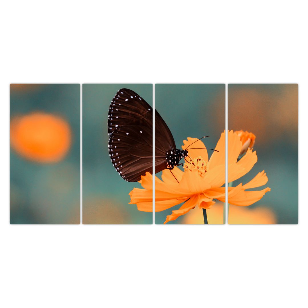 Obraz - motýl na oranžové květině (V020577V16080)