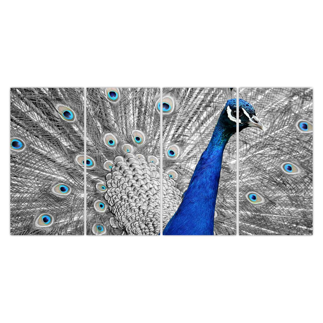 Obraz - modrý páv (V020578V16080)