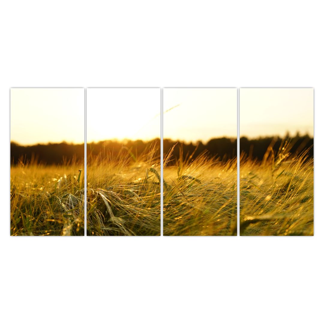 Obraz orosené trávy (V020584V16080)