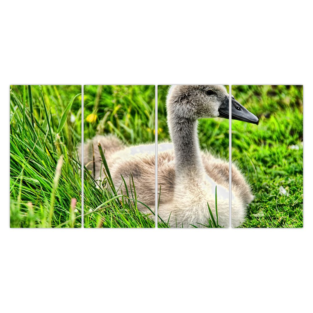 Obraz - malá labuť v trávě (V020585V16080)
