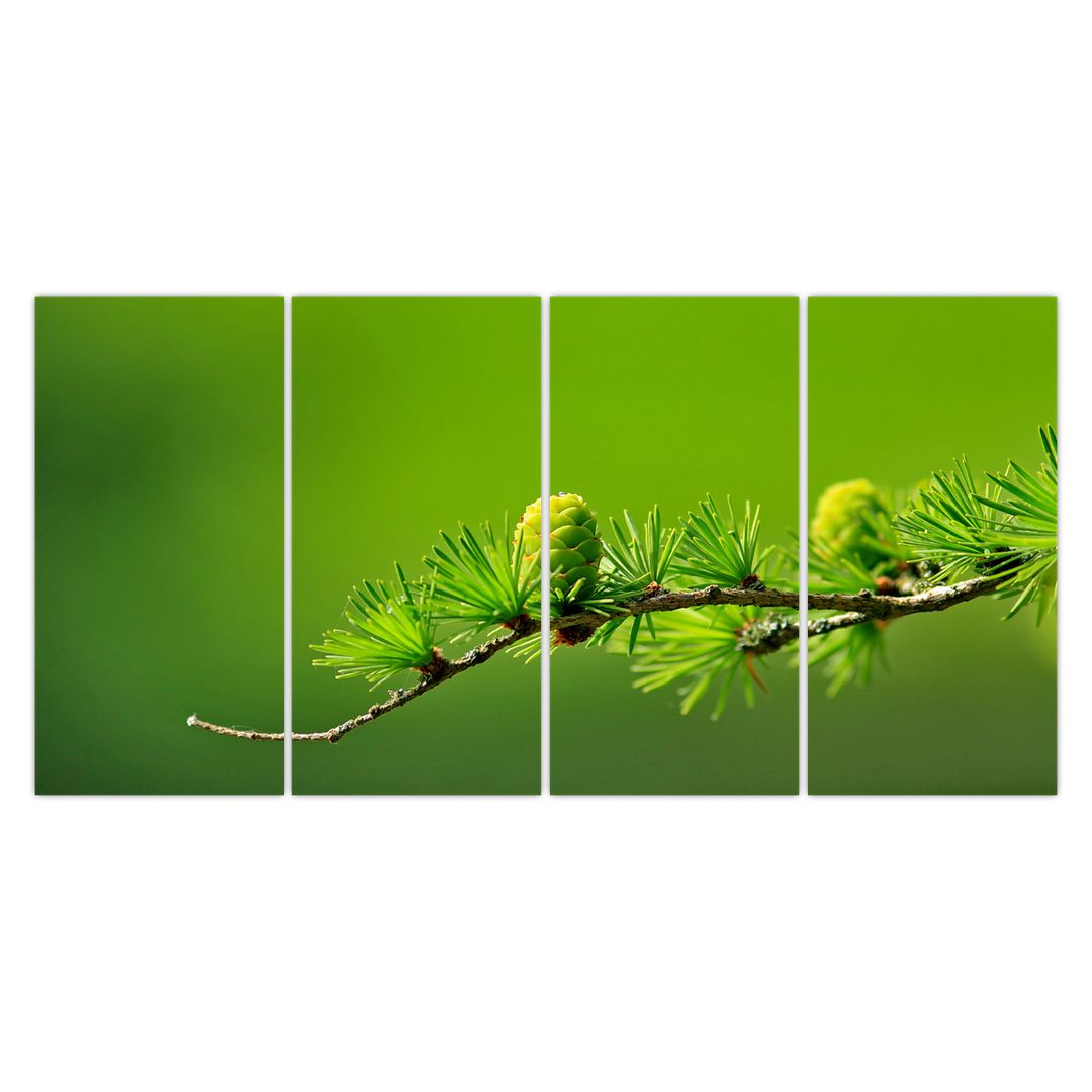 Obraz zelené šišky (V020627V16080)