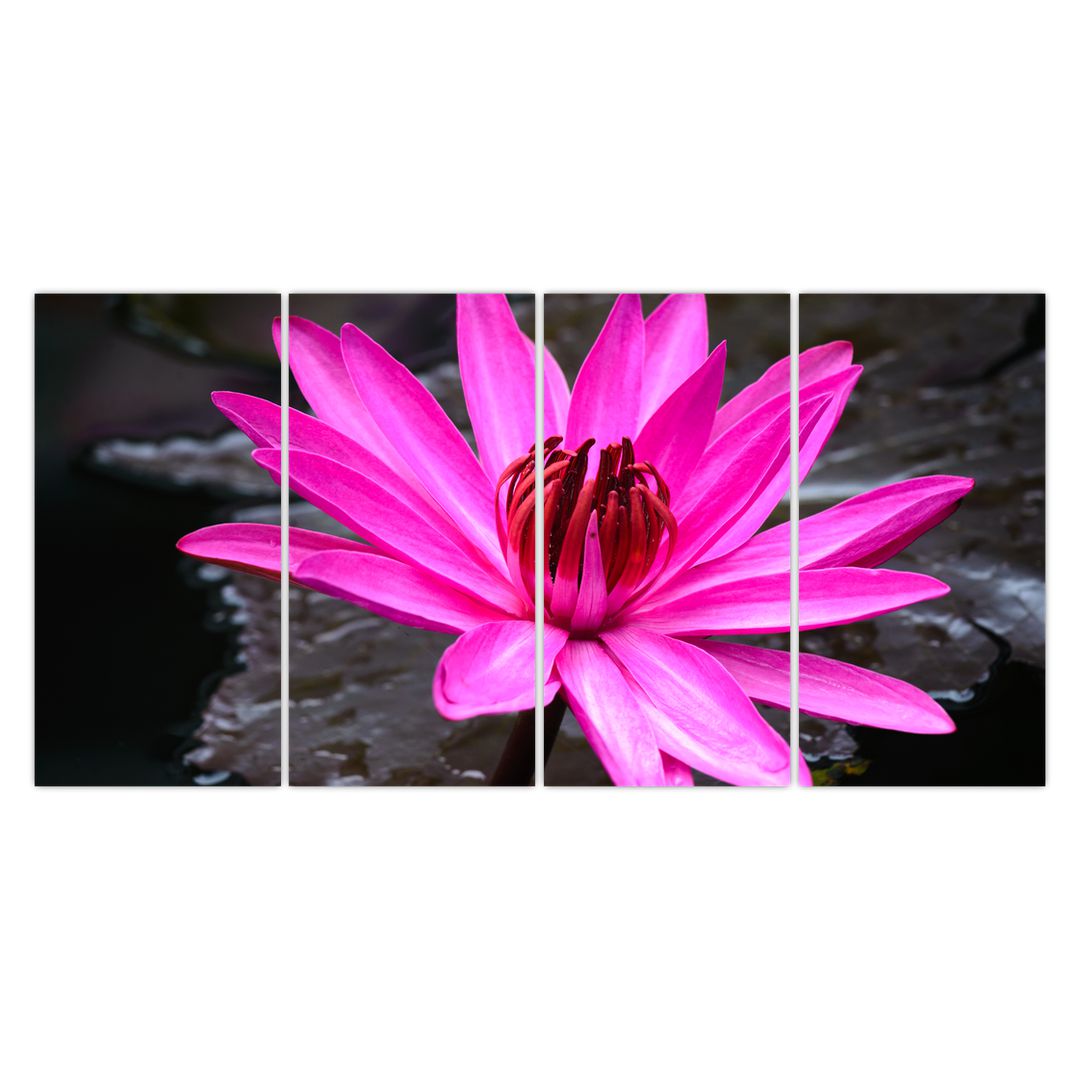 Obraz - růžový květ (V020636V16080)