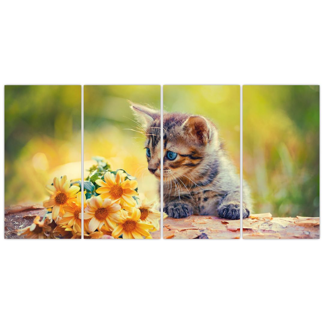 Obraz koťátka dívající se na květinu (V020943V16080)