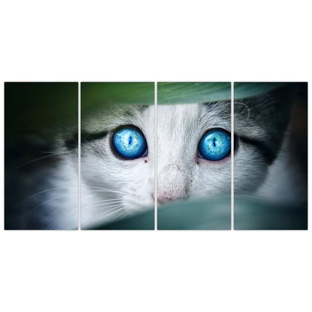 Obraz kočky (V020944V16080)