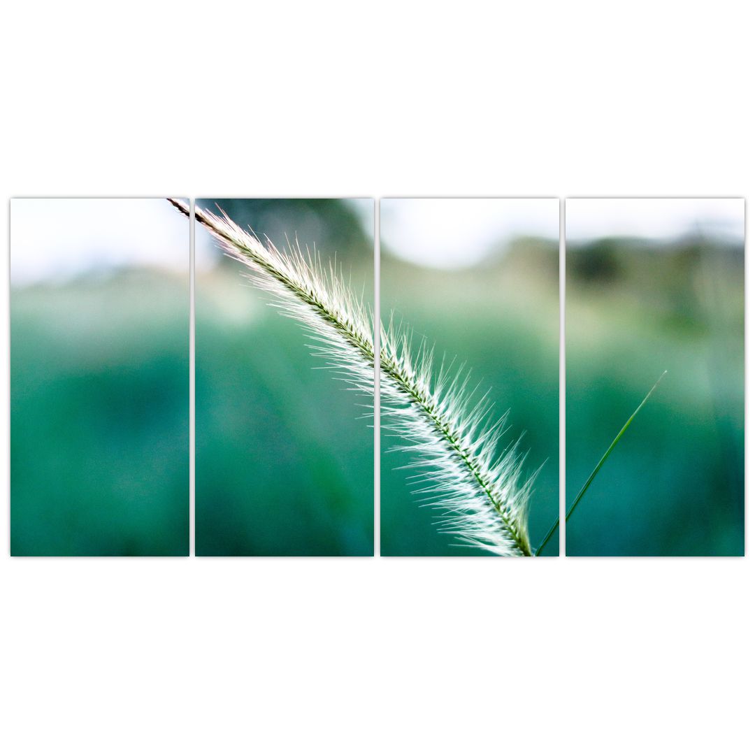 Obraz stébla trávy (V020962V16080)