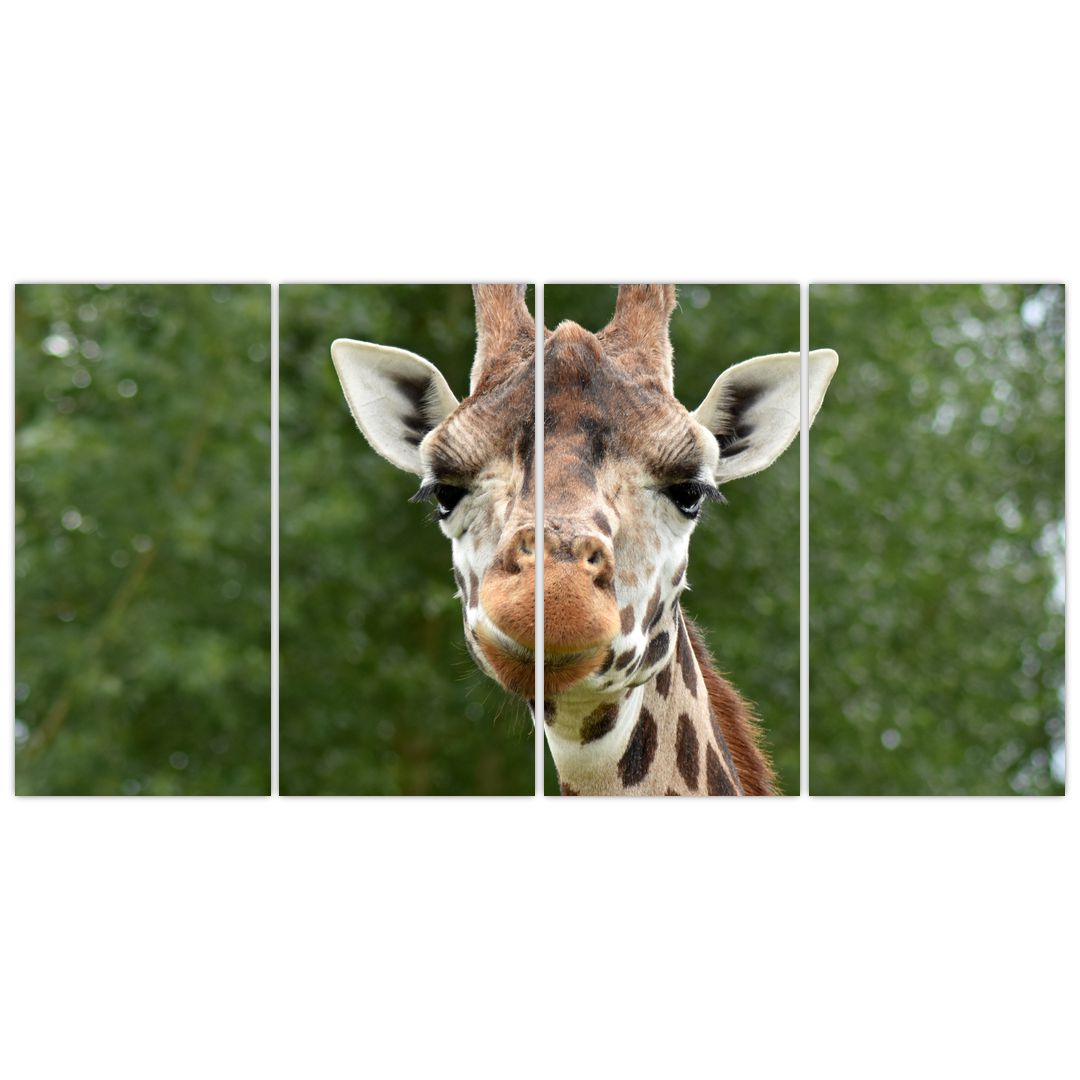 Obraz žirafy (V020969V16080)