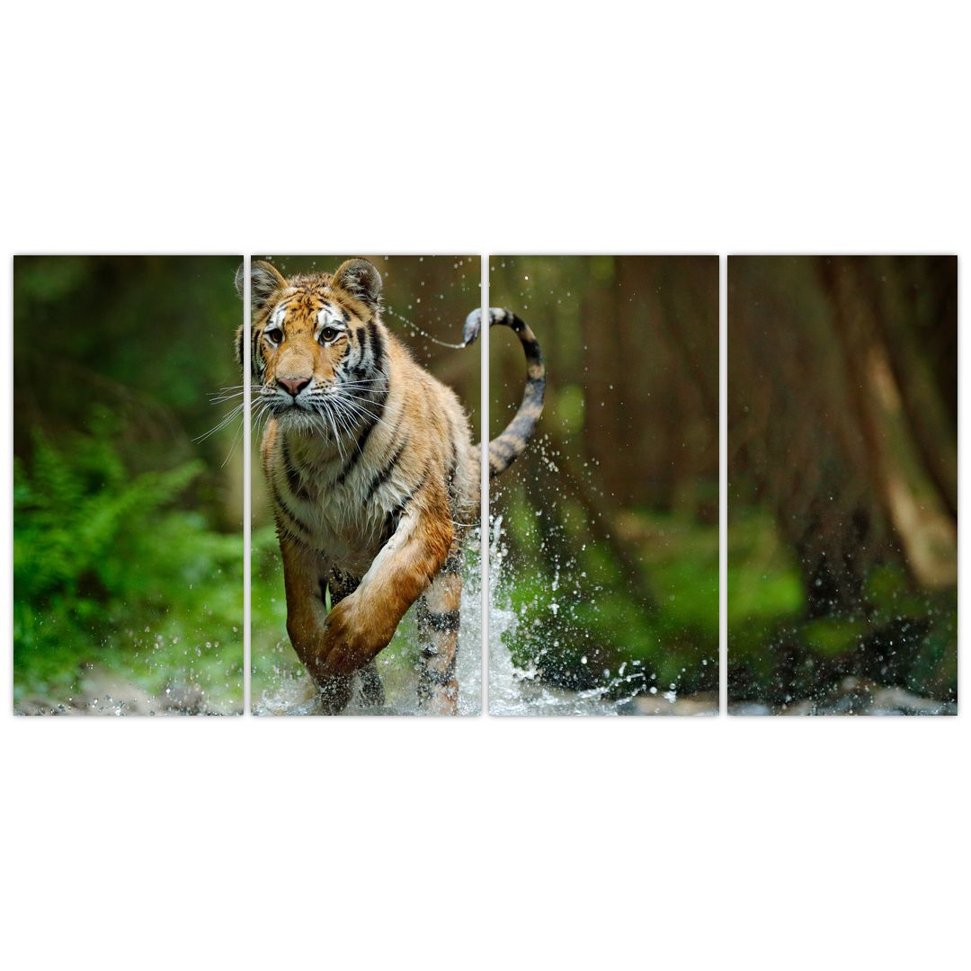 Obraz běžícího tygra (V020979V16080)