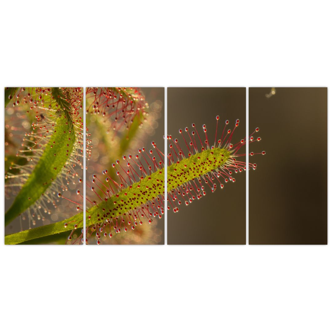 Obraz rostliny (V020984V16080)