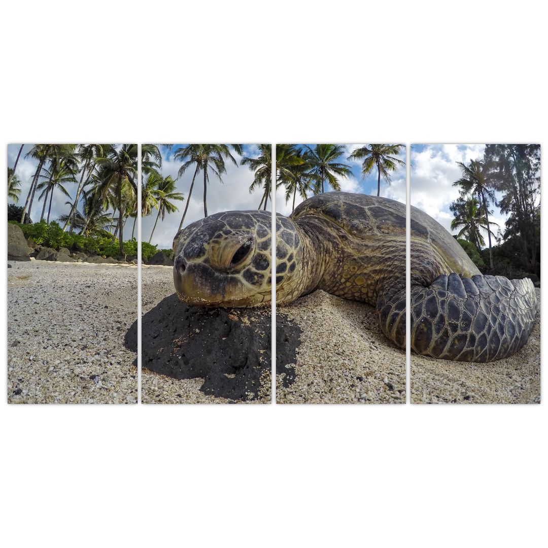 Obraz želvy (V020992V16080)