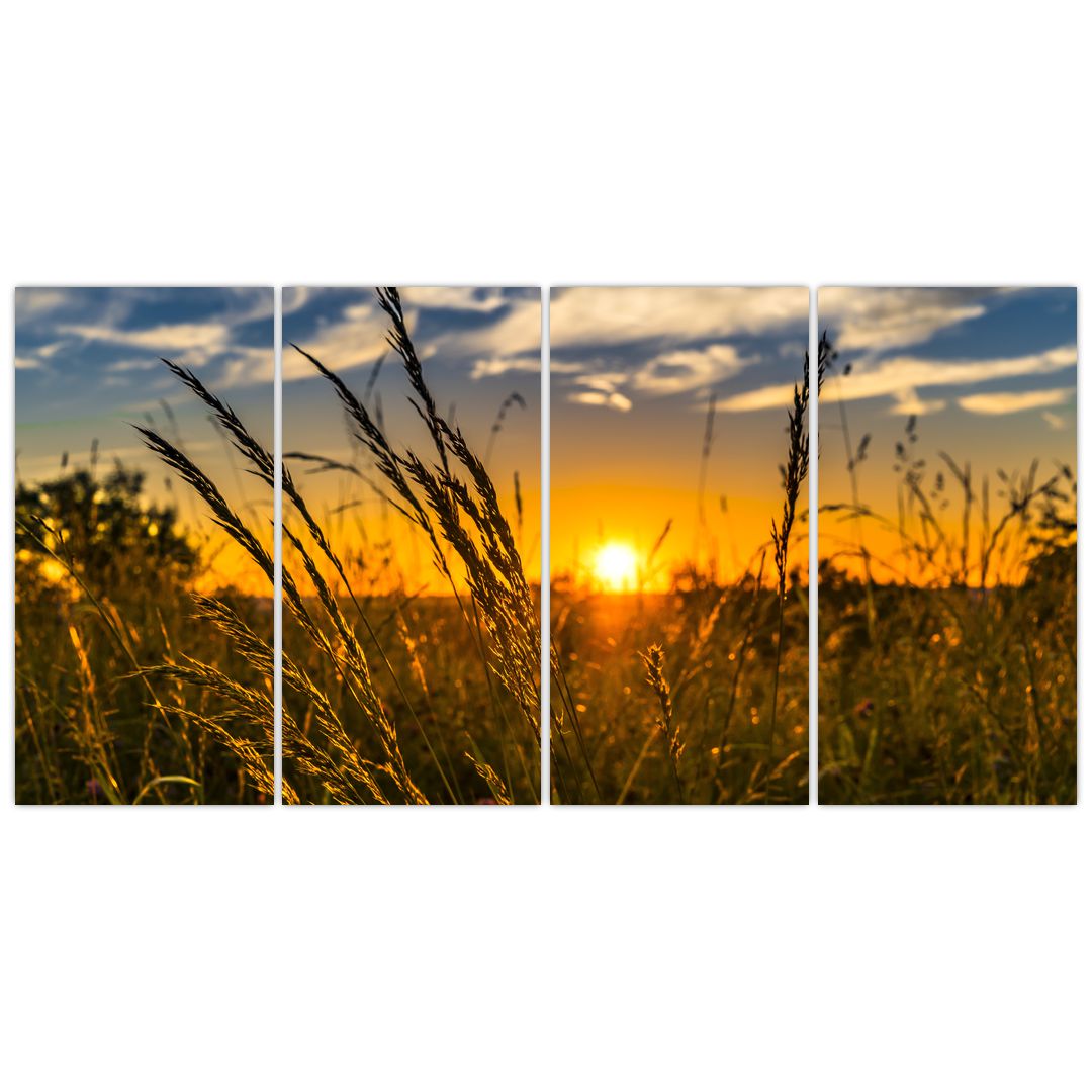 Obraz pole při západu slunce (V021001V16080)