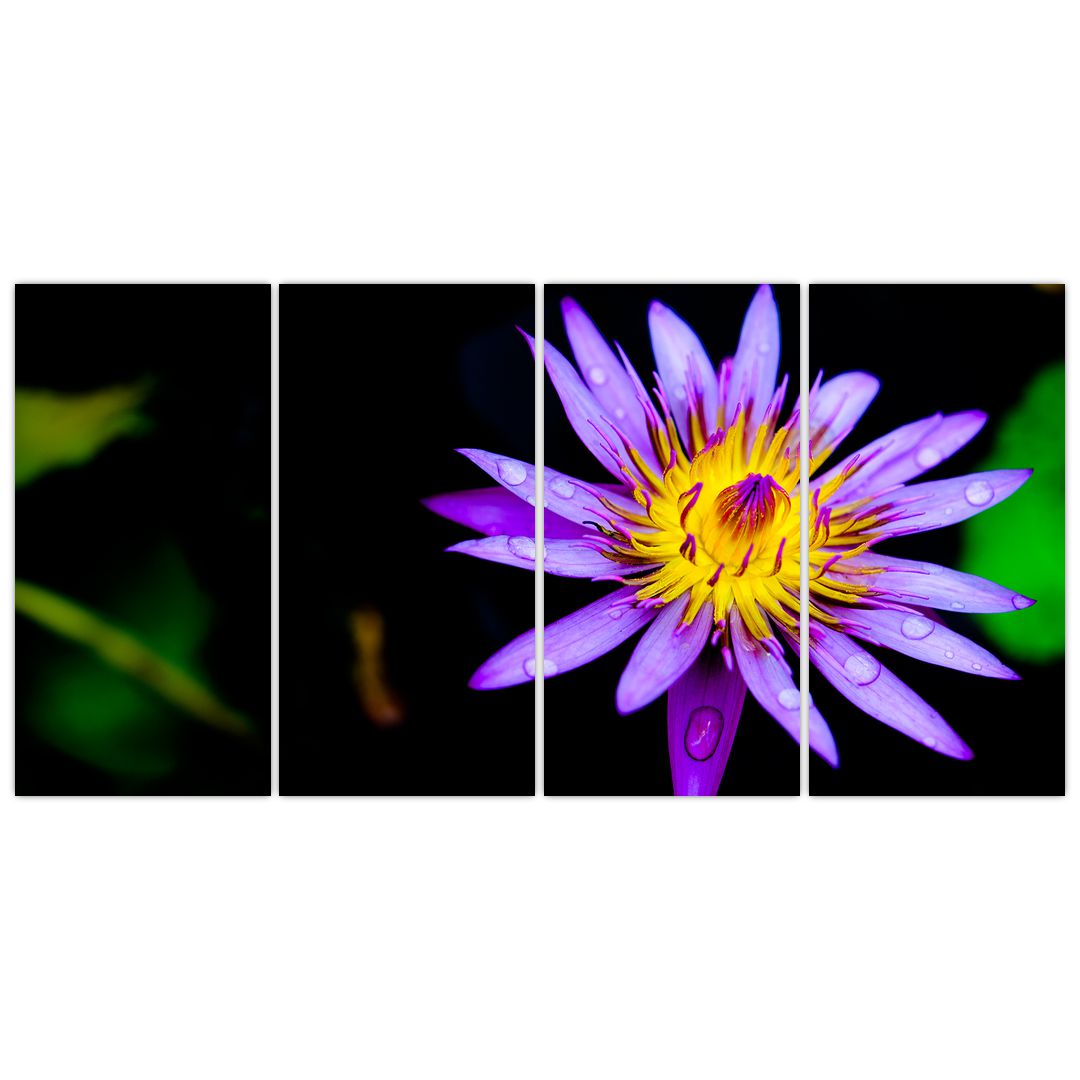 Obraz květiny (V021017V16080)