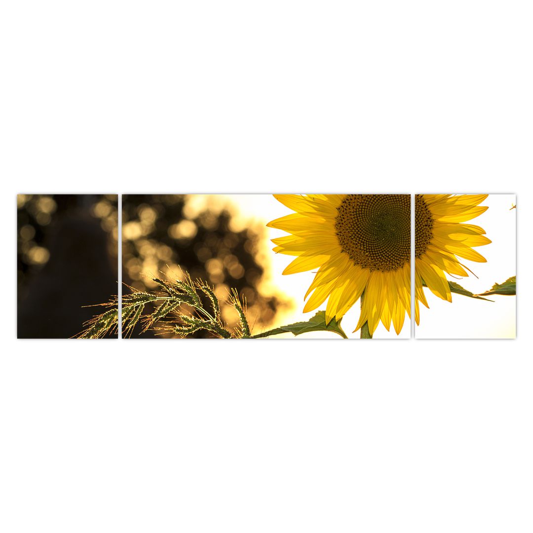 Obraz slunečnice (V020543V17050)