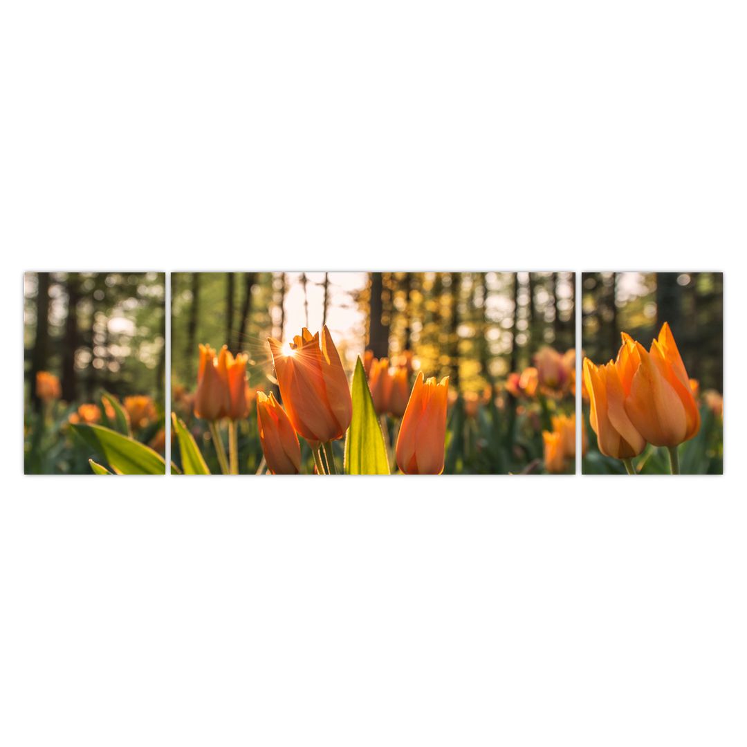 Obraz - oranžové tulipány (V020552V17050)