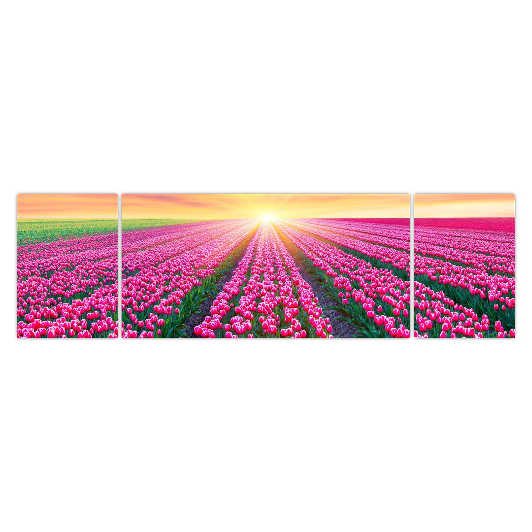 Obraz pole tulipánů se sluncem (V020554V17050)