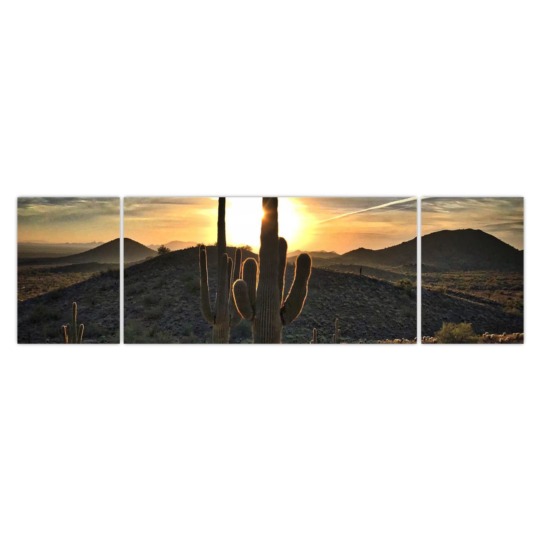 Obraz - kaktusy ve slunci (V020560V17050)